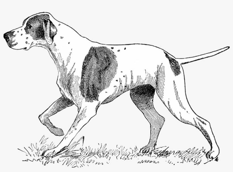 Free Vintage Digital Stamps** - Pointer Dog Illustrations, transparent png