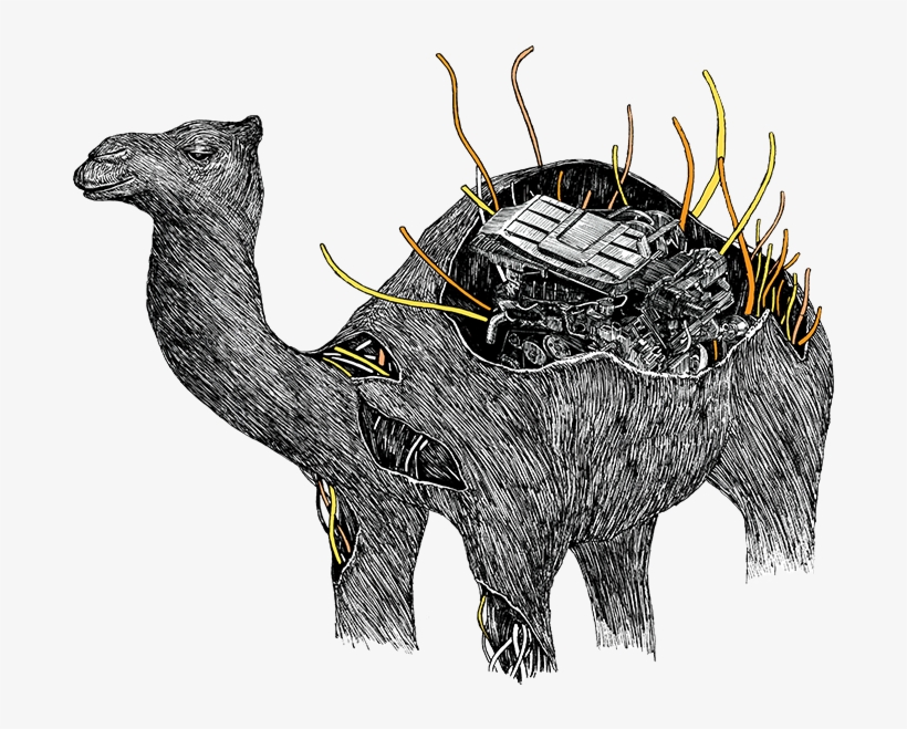 Image Description - Bull, transparent png