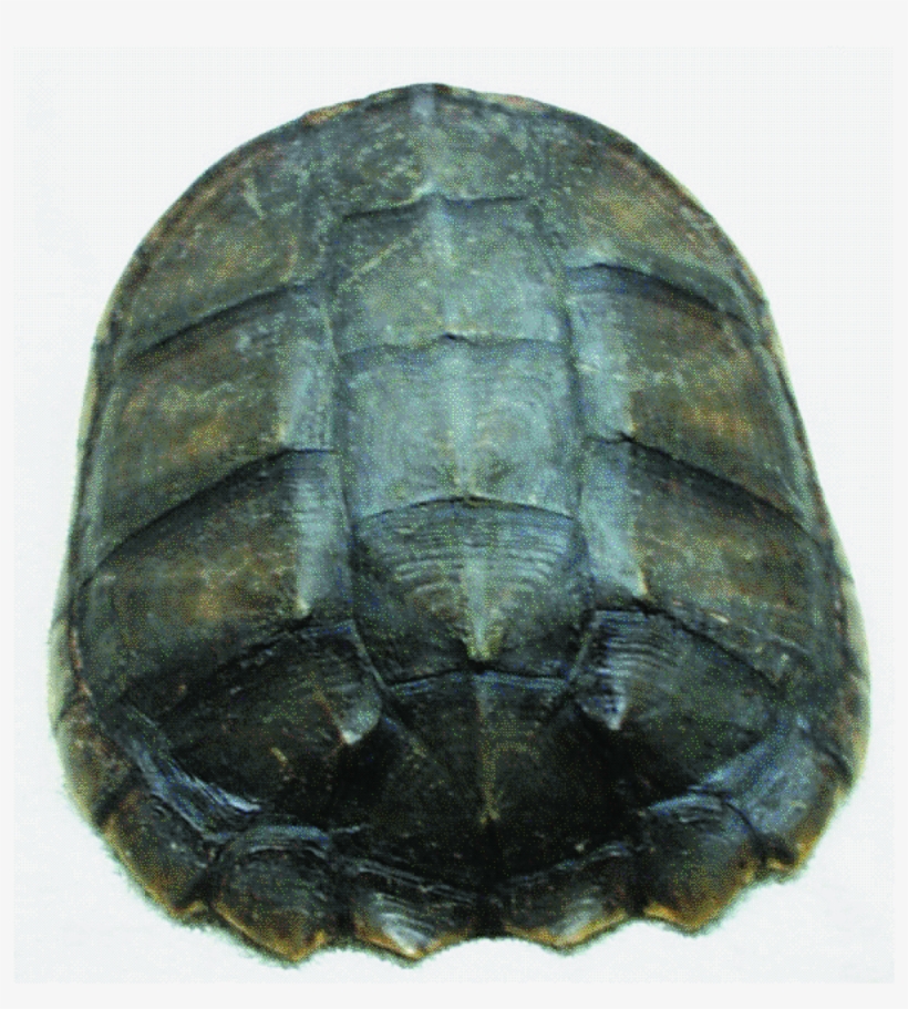 Image - Painted Turtle, transparent png