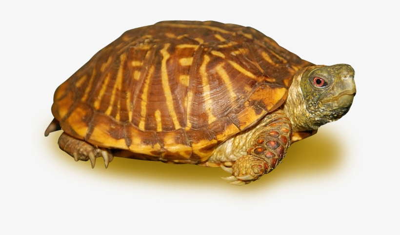 Orante Box Turtle Adult - Eastern Box Turtle, transparent png