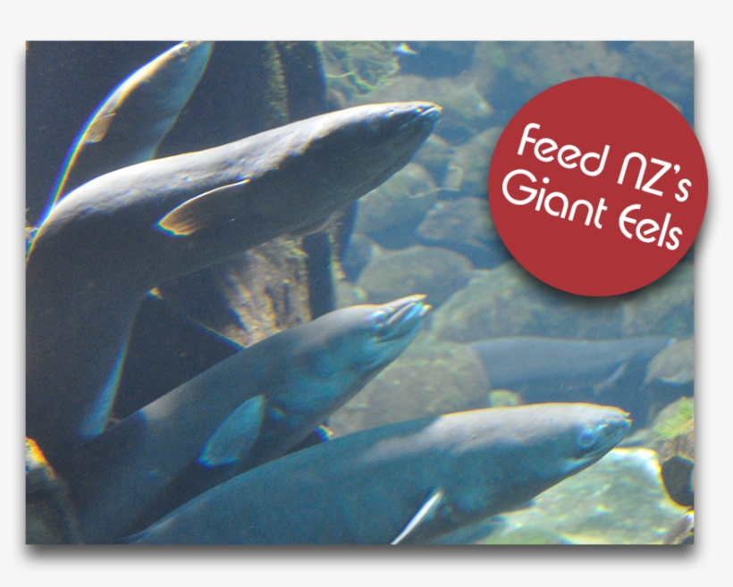 Longfin Eel - Requiem Shark, transparent png