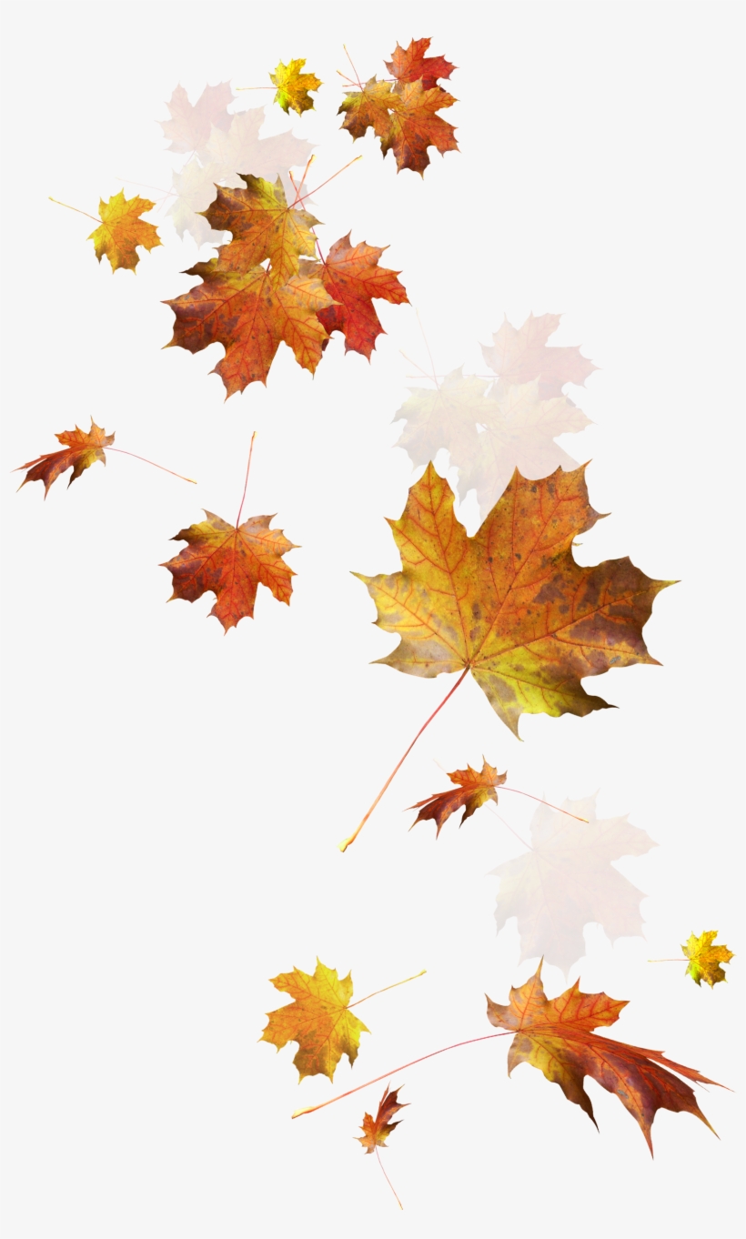 Autumn Color Leaves Leaf Falling Download Hd Png Clipart - Transparent Autumn Leaves Png, transparent png