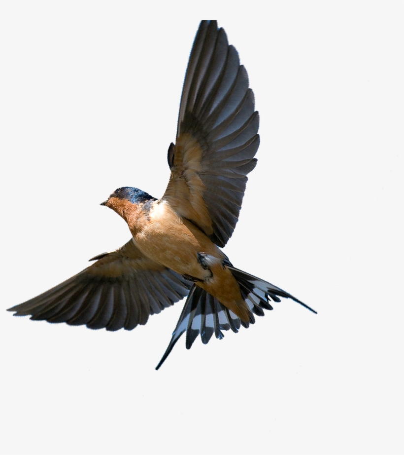 Southern Flying Tree Rough-winged Swallow Bird Barn - Barn Swallow In Flight, transparent png