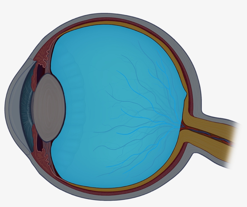 The Vitreous Humor Is The Clear Gel That Fills Space - Circle, transparent png