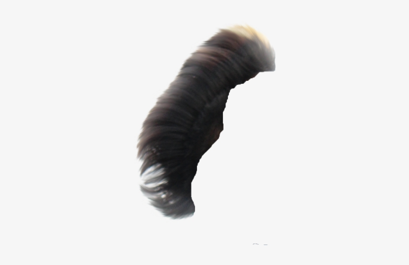 Hair Png ➤ Download - Millipedes, transparent png