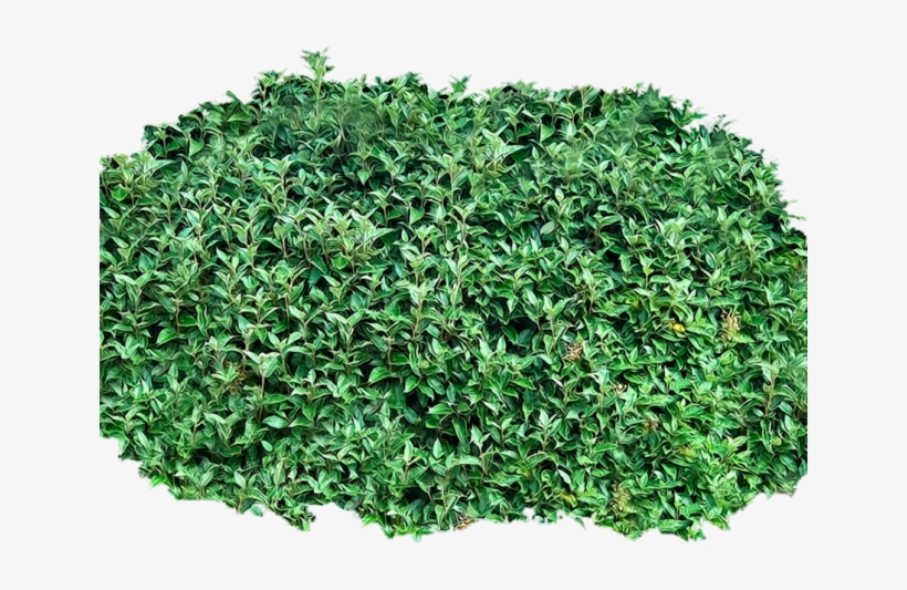 Shrub, Bushes Png Transparent Images - Garden Bush Clipart, transparent png