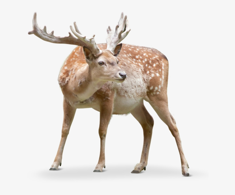 Another Clear Difference Is That The Persian Fallow - Fallow Deer Png, transparent png