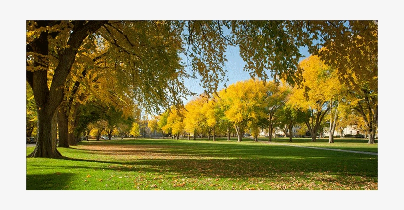 All Trees In Denver Are Planted - Denver Urban Forest, transparent png