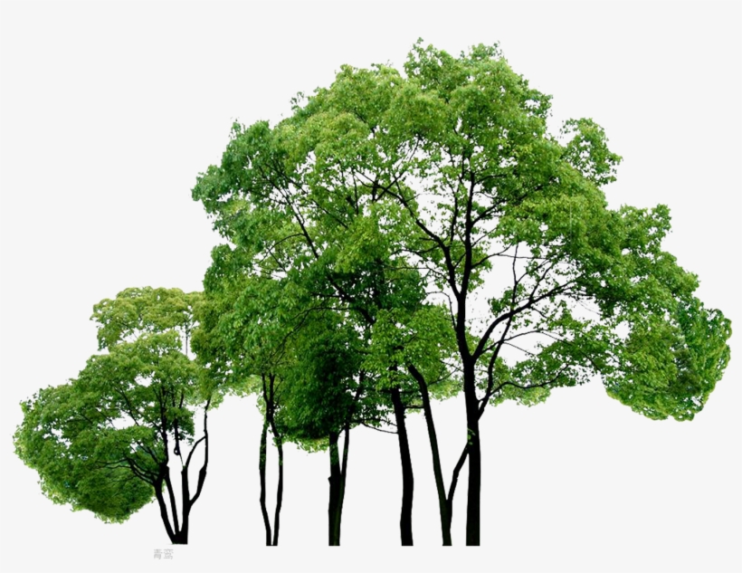 Computer Tree Trees File Free Png Hq Clipart - Png File Trees, transparent png