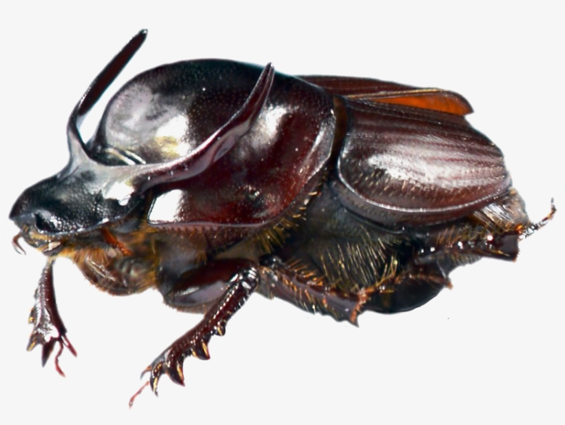 Dung Beetle Transparent Png - Cockroach, transparent png