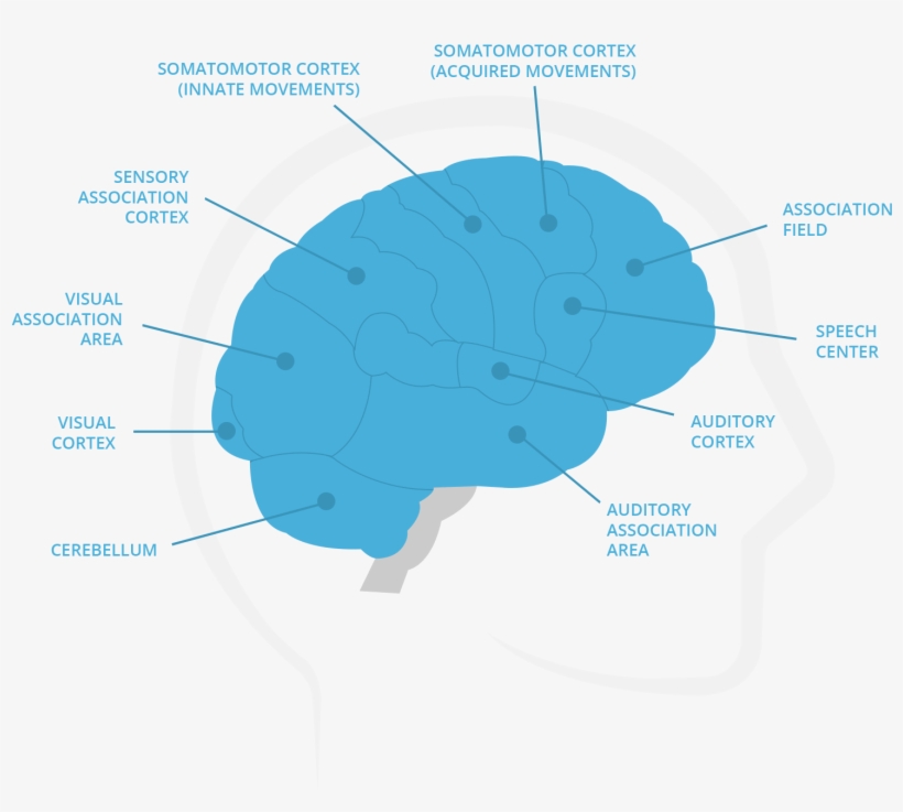 Procedural Memory Is The Memory Of Actions And Habit, - Hoe Werkt Het Geheugen, transparent png