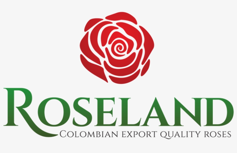 During Late 60's A Northamerican Impulsed The First - Floribunda, transparent png