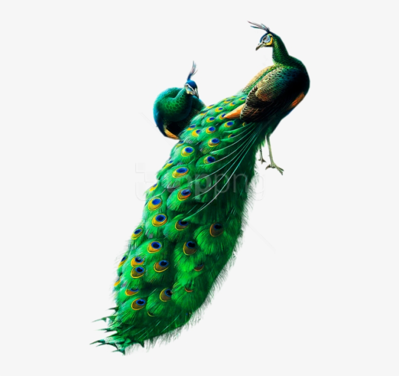Free Png Peacocks Png Images Transparent - Peacock Images Hd Png, transparent png