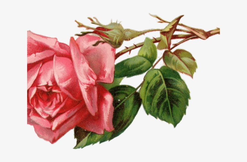 Red Rose Clipart Rosebud, transparent png