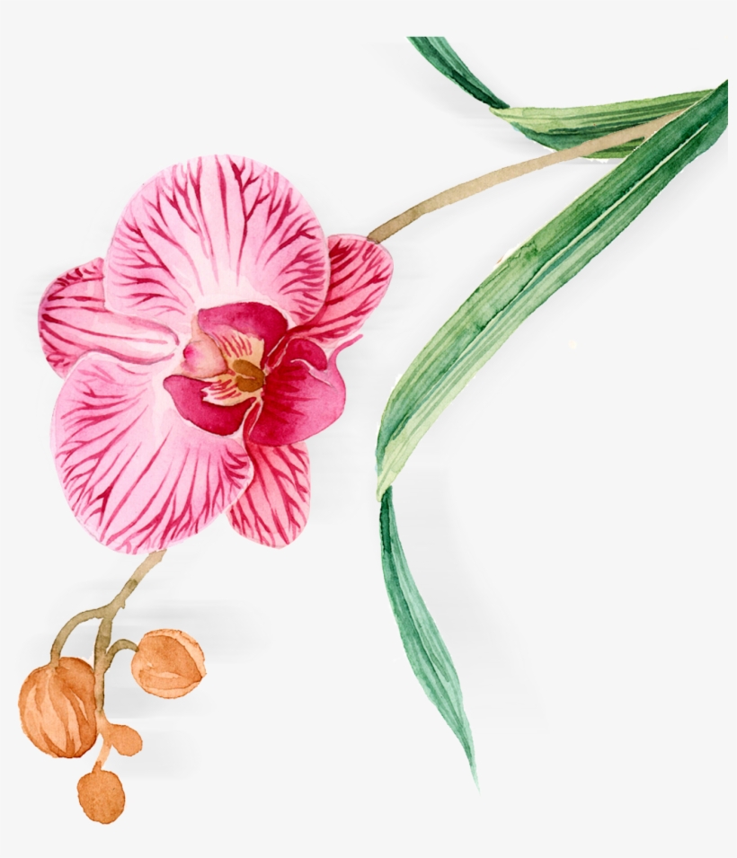 Hand Painted Orchid Watercolor One Plant Png And Psd - Watercolor Painting, transparent png