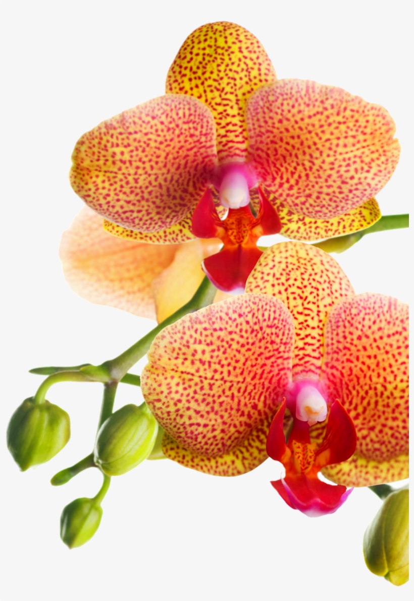 Png Клипарт "beautiful Orchids Flower" - Orchids Of The Philippines, transparent png