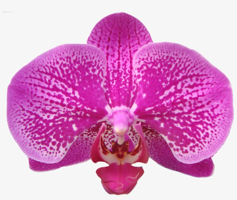Taida Black Pearl A07512 - Orchids Of The Philippines, transparent png