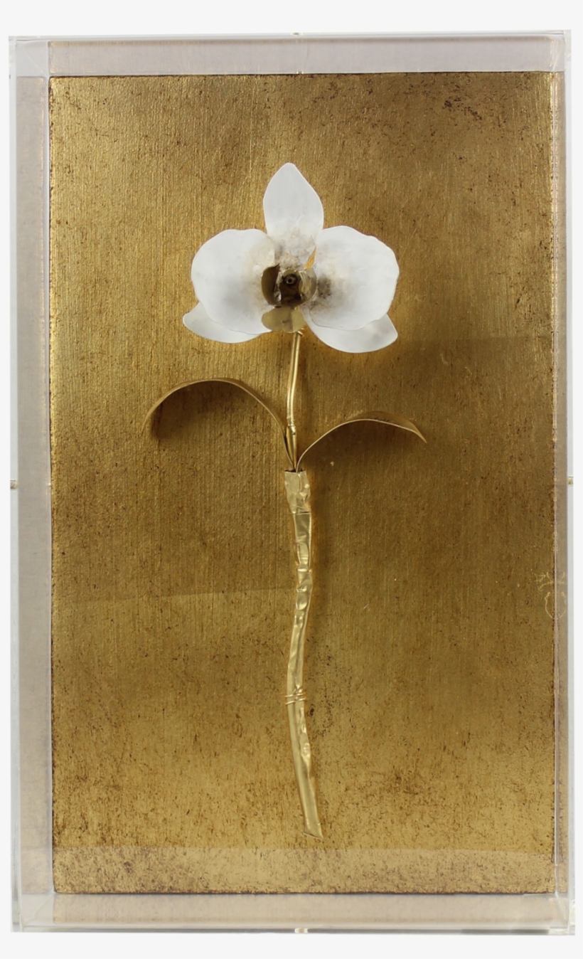 Gilded Orchid - Moth Orchid, transparent png