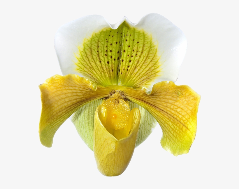 Global Orchid Alliance Hardleaved Pocket Orchid 652x633 PNG