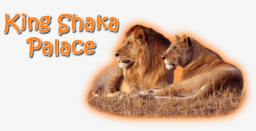 Png Lion Forest, transparent png