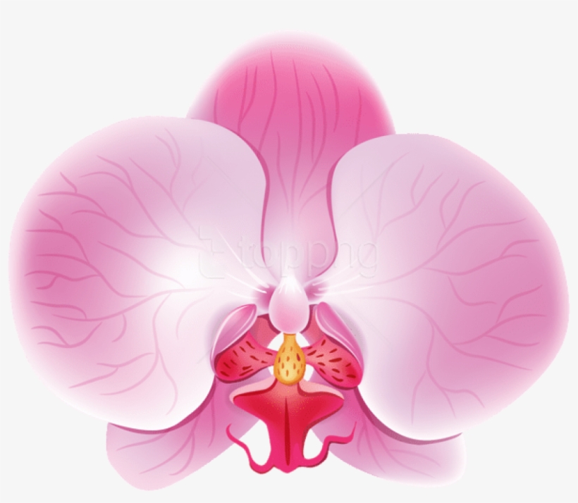 Free Png Download Orchid Pink Png Images Background - Orchids, transparent png