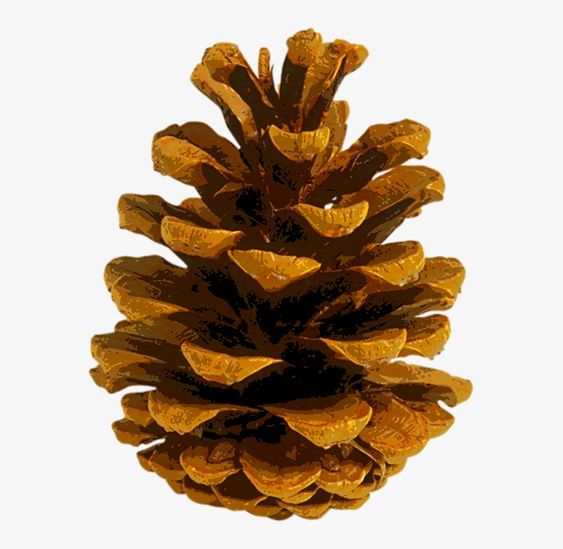 Pine Cones Png - Conifer Cone, transparent png