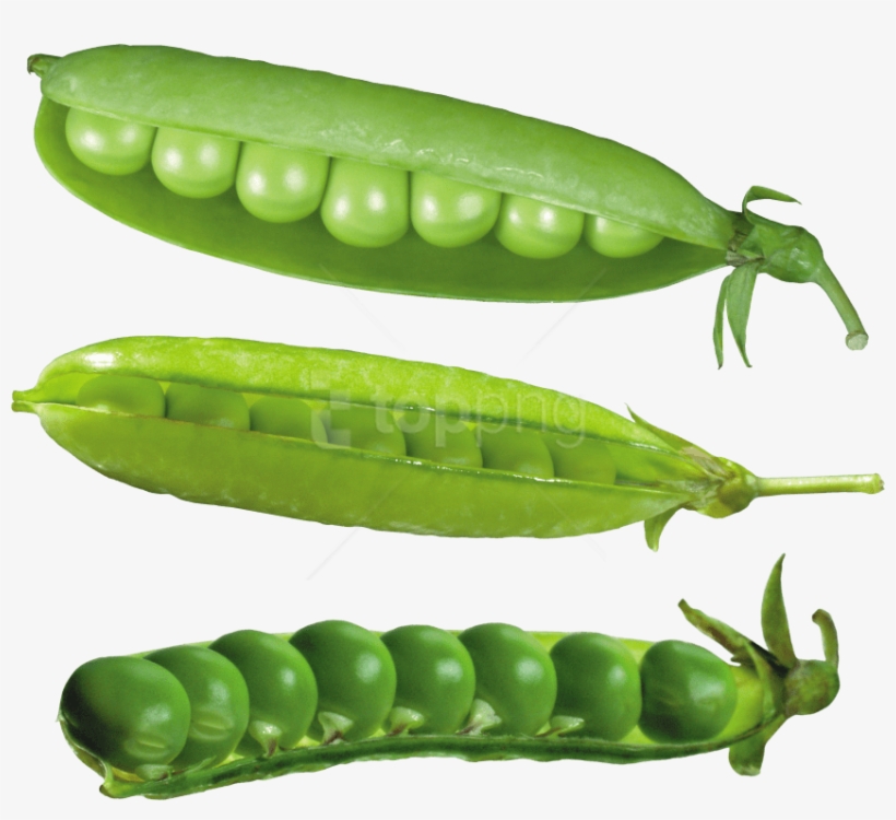Download Pea Png Images Background - Lentilhas Desenho Png, transparent png