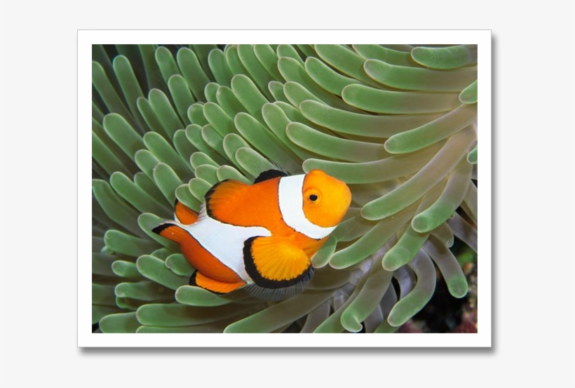 Clownfish Anemone, Ocean Creatures, Clown Fish, Ocean - Clown Fish Habitat Map, transparent png