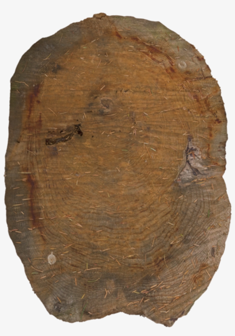 Tree Trunk Cut - Wood, transparent png