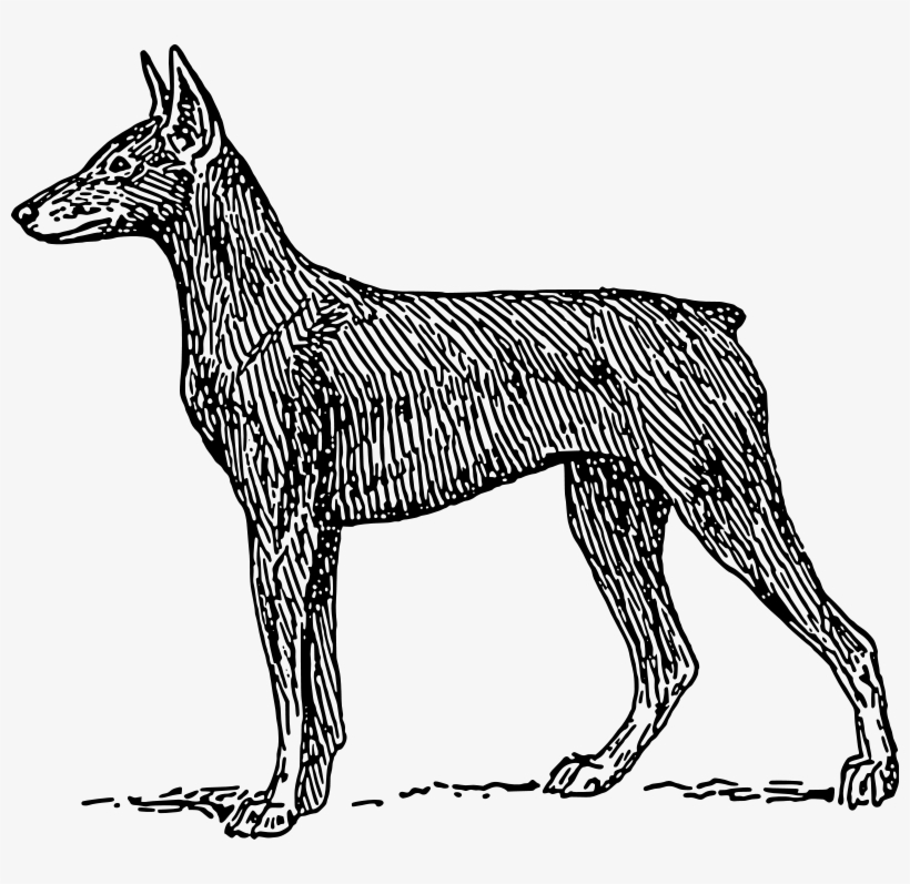 Doberman Free Vector - Gucci Logo Animal Vector, transparent png