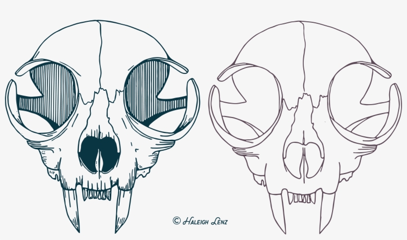 Cat Skull Vector Png, transparent png