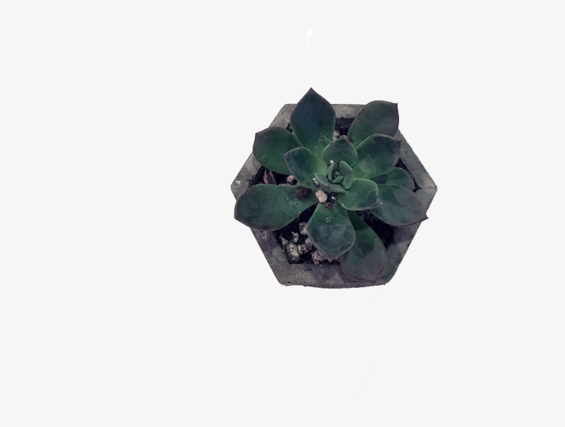 Plant Flowerpot Leaf Cactaceae Bonsai Suculent - Flowerpot, transparent png