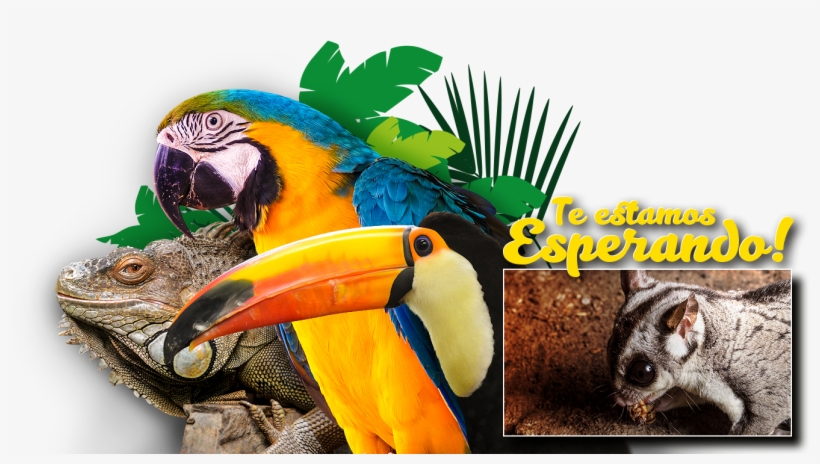 Bg Videos Img - Macaw, transparent png