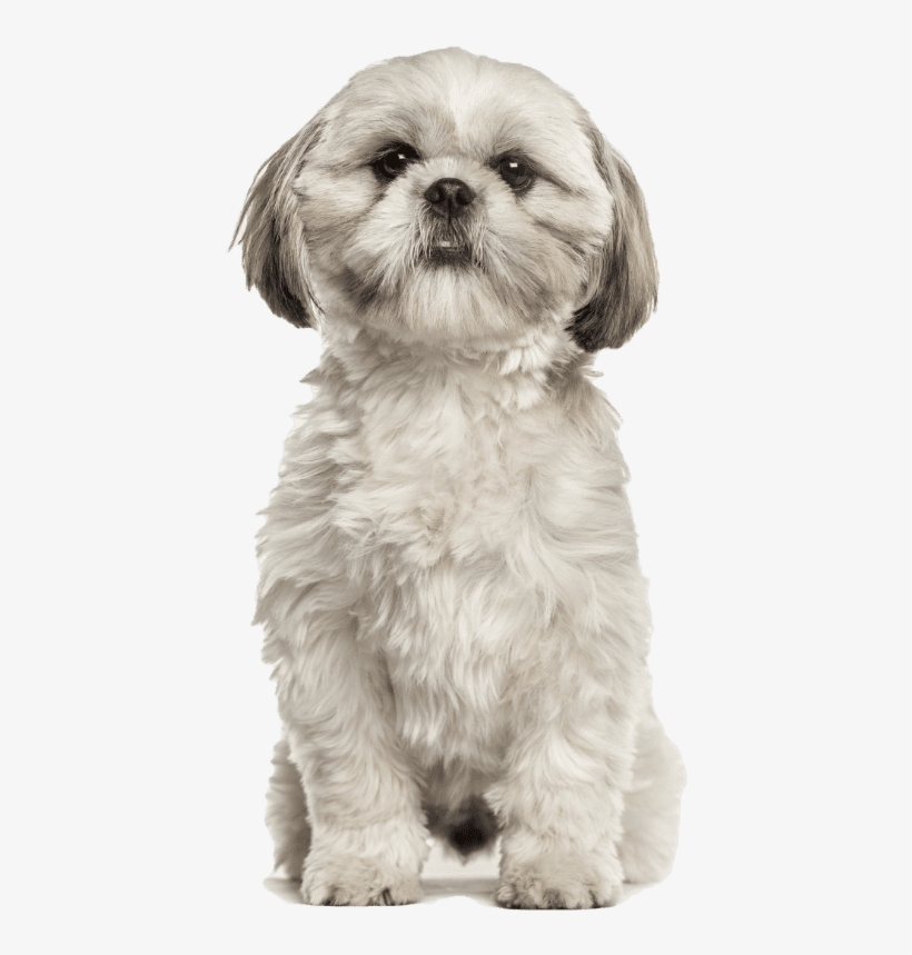 Shih Tzu - Shih Tzu Stock, transparent png
