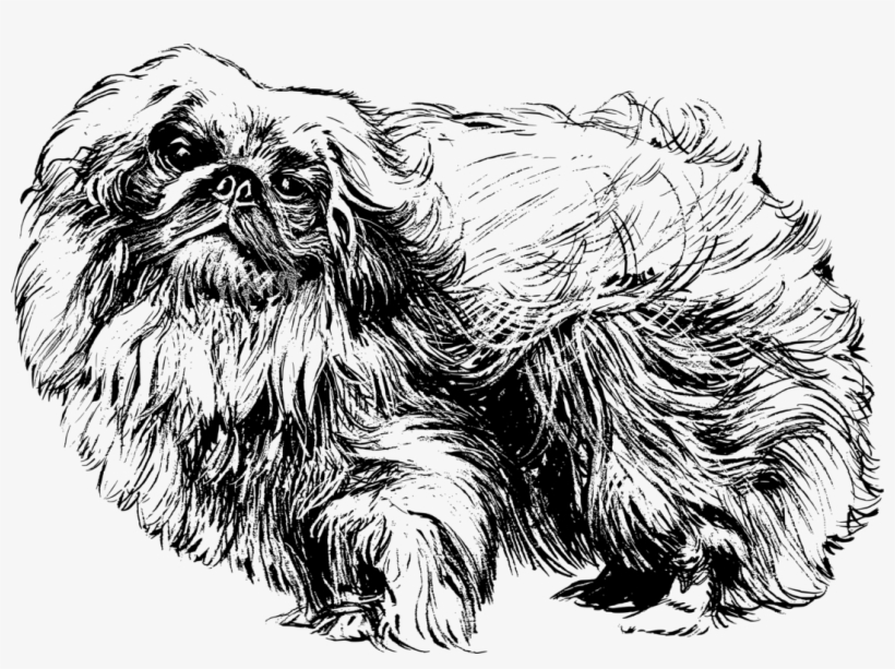 Pekingese Shih Tzu Papillon Dog Chihuahua Pug - Pekingese Clipart, transparent png