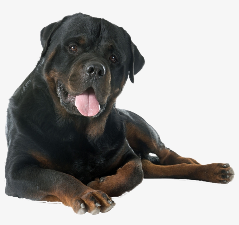 Dog Yawns, transparent png