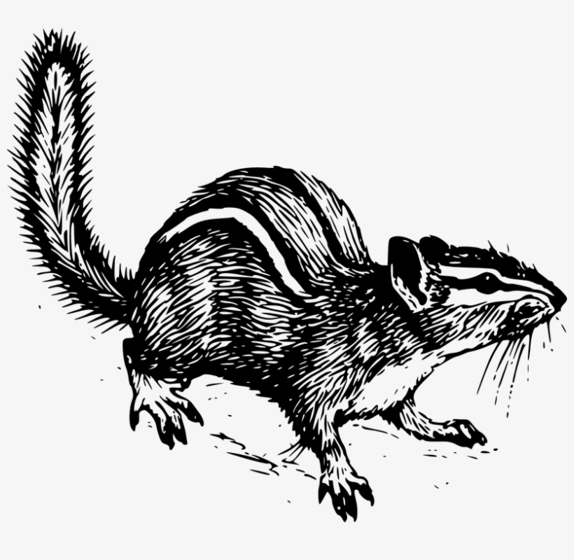 Chipmunk Clipart Small Squirrel - Chipmunk Line Art, transparent png