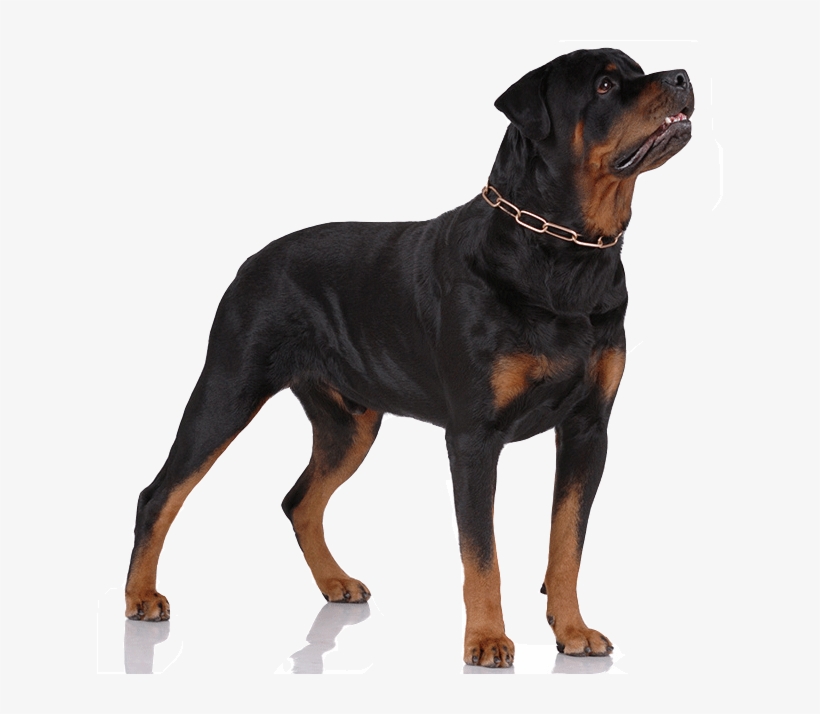 Rottweilers Are A Relatively Healthy, Disease-free - Crossbreed Of Rottweiler And Snow Siberian, transparent png