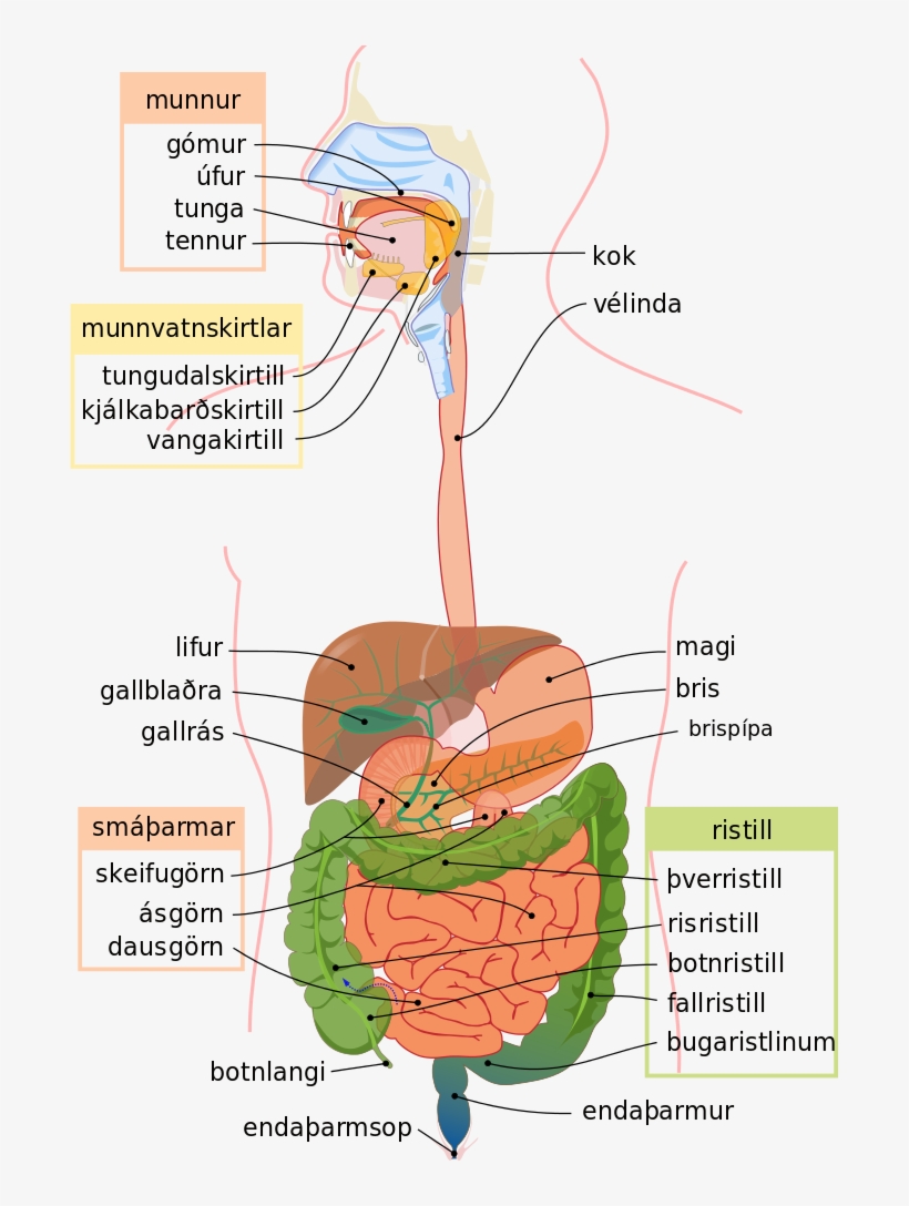 Digestive System Diagram Is - Aparato Digestivo En Ingles, transparent png