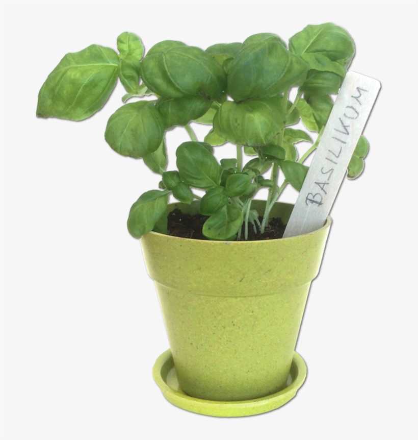 Flowerpot, transparent png