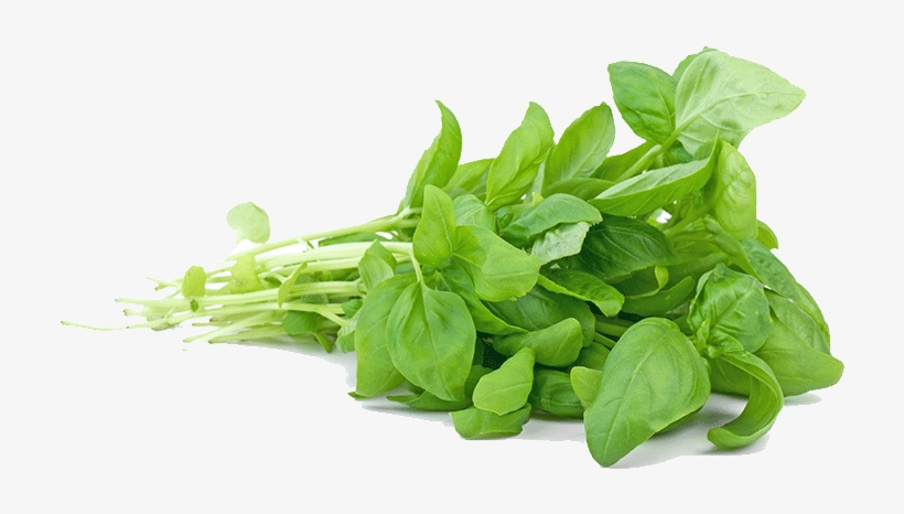 ‹ › - Aniseed Flavoured Herbs, transparent png
