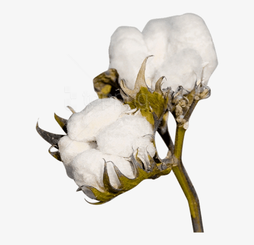 Free Png Download Cotton Plant Clipart Png Photo Png - Cotton Png, transparent png