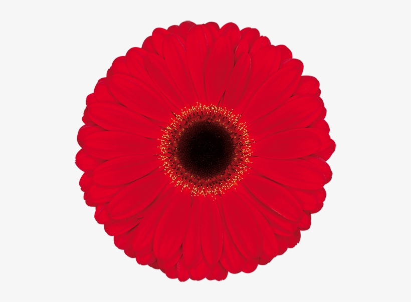 Darling® - Barberton Daisy, transparent png