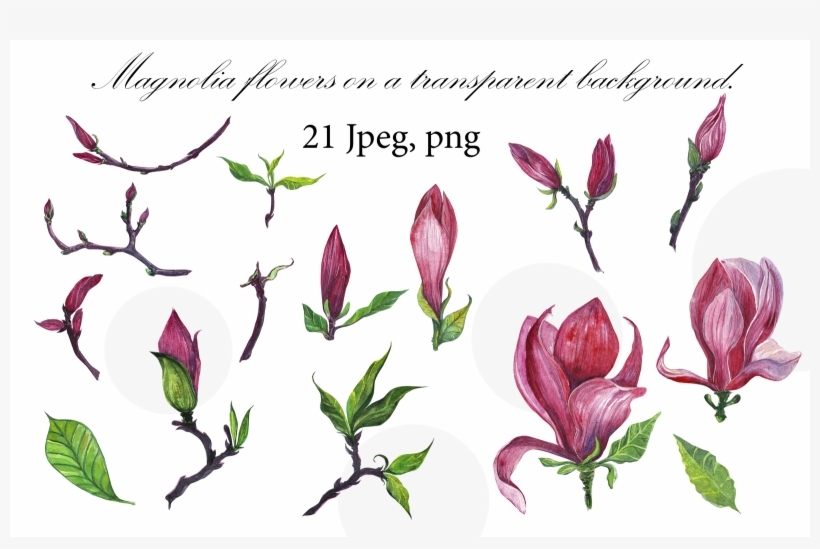 Id 40488 In Illustrations 1 0 - Tulip, transparent png