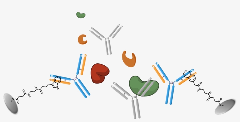Antibody Purification - Graphic Design, transparent png