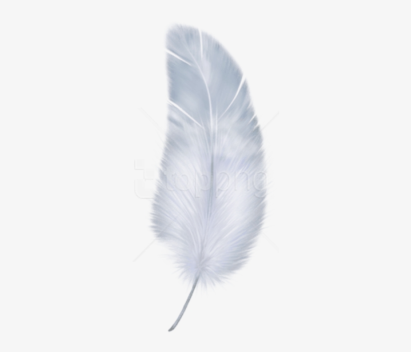 Free Png Feather Png Images Transparent, transparent png