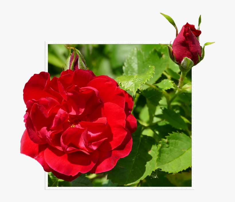 Rosas Rojas Png - Hybrid Tea Rose, transparent png