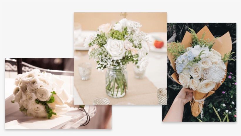 Rosas Blancas - Garden Roses, transparent png