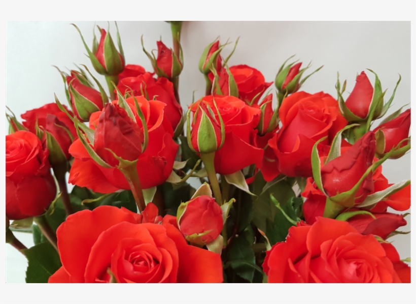 Victorian Orange Fall Collection - Floribunda, transparent png