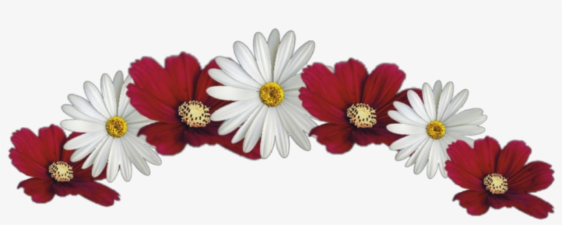 #flower #crown #red #white #jhyuri - Marguerite Daisy, transparent png